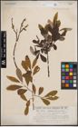 Foto von Salix cinerea L. x Salix nigricans Sm.